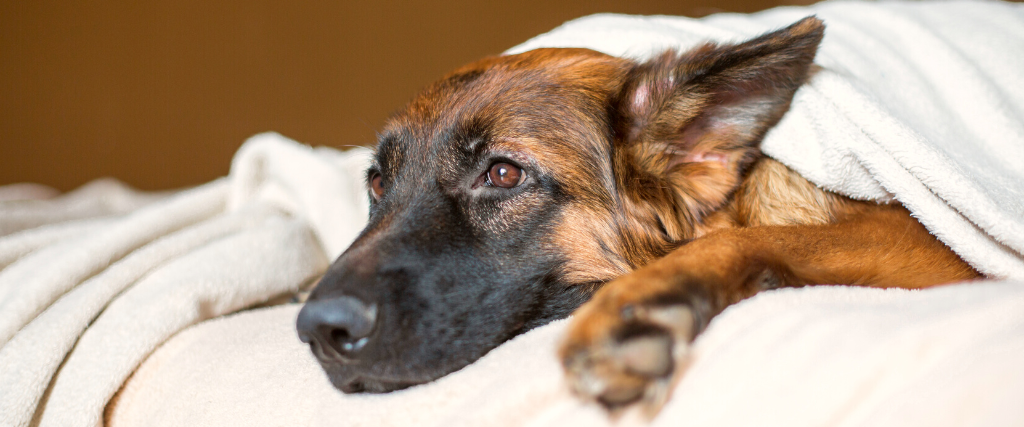 Tired German Shepherd in a blanket on bed.