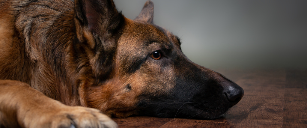 German Shepherd lying down.