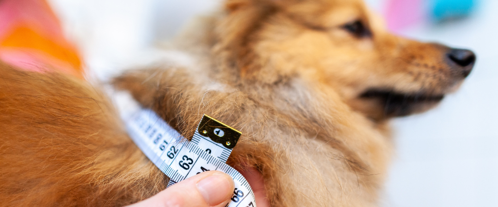 Belly circumference is measured with a tape measure on a dog