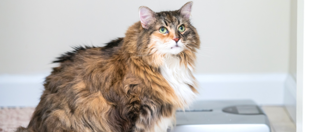 Calico maine coon cat sitting looking up in bathroom room in house by weight scale, overweight obese feline