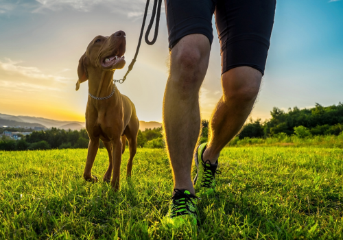 Dog running outdoors in grass with owner