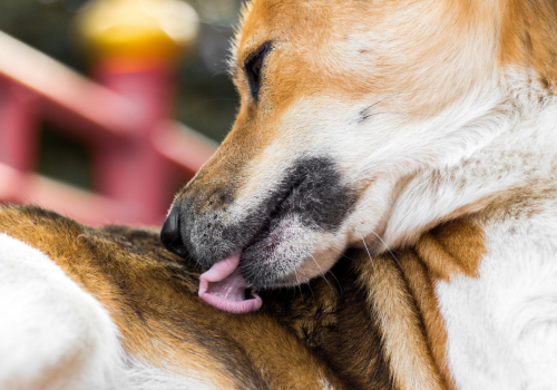 Dog licking its fur.