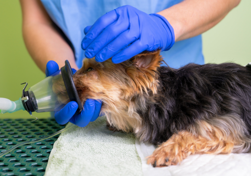 Small dog receiving anesthesia through mask.