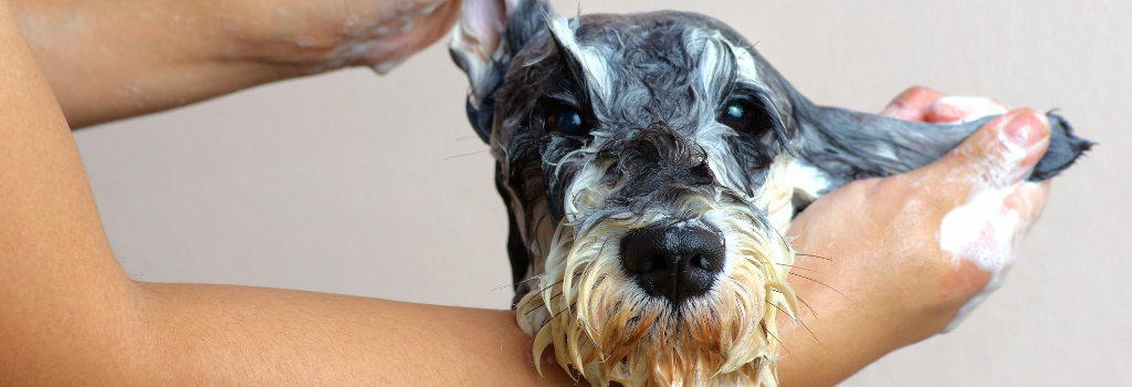 Schnauzer Dog being bathed and grooming