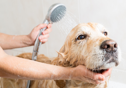 Dog rinsing off after bath