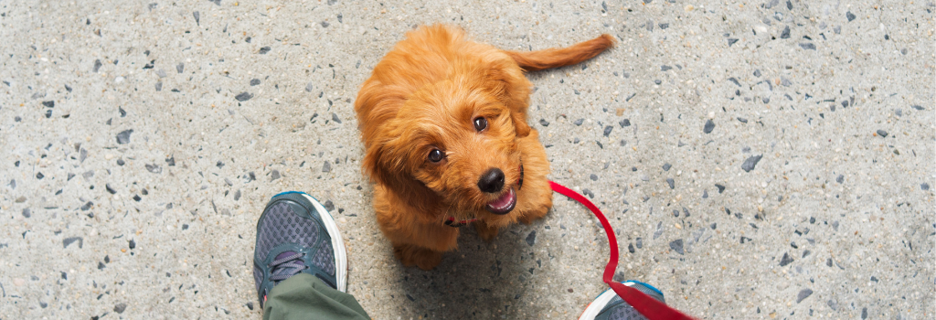 Puppy looking up at owner and waiting for treat