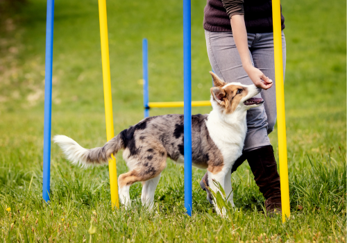 Dog training outdoors with person