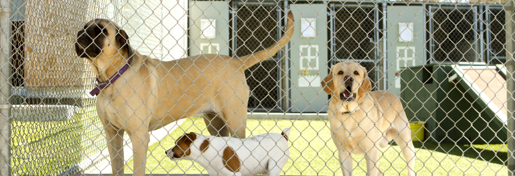 Three dogs in a boarding area outside behind a fence
