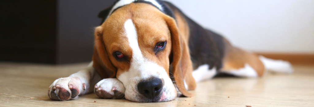 Sad and sick beagle dog laying on floor