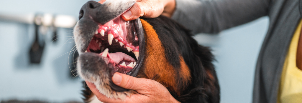 Veterinarian examining a dog's mouth and teeth