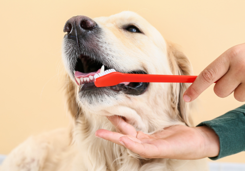 Dog getting its teeth brushed by owner