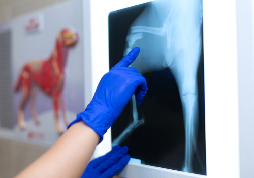 Veterinarian pointing at a broken bone in a dog's x-ray