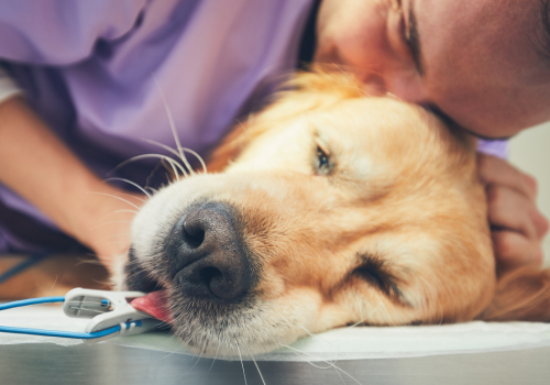 Veterinarian comforting senior golden retriever in surgery