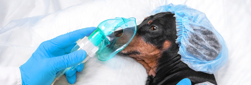 Dog preparing for anesthesia