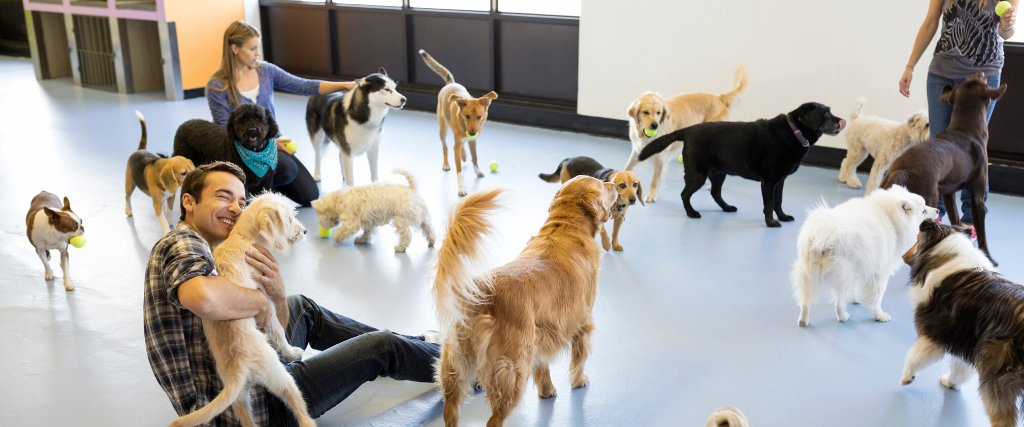 Dog daycare owners playing with dogs