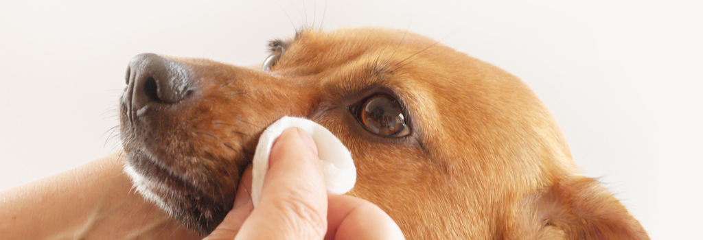 Pet owner cleaning a dog's eyes