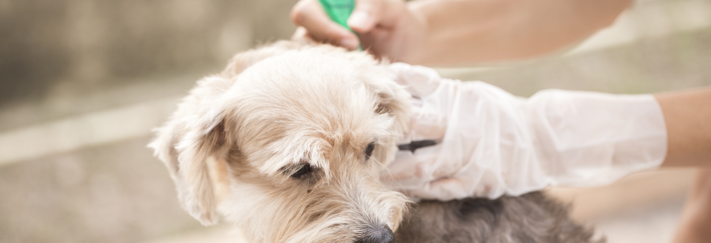 Dog getting flea and tick treatment