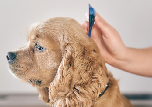 Pet owner applying parasite medication to dog
