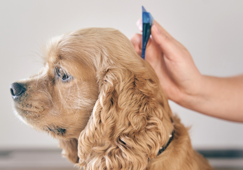 Otc flea and tick for outlet dogs