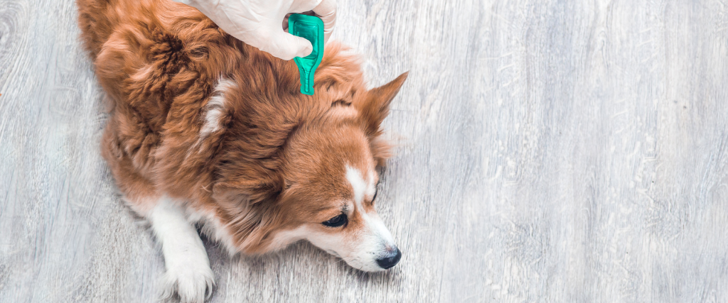 Pet owner applying flea medication