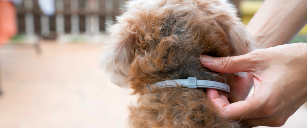 Dog with flea collar.