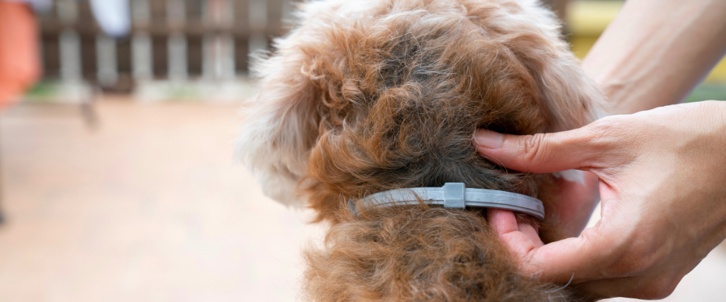 Dog with flea collar