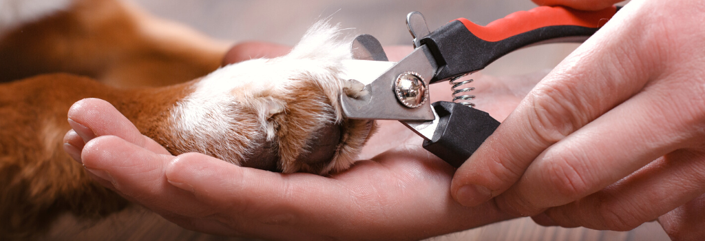 Pet owner trimming dog's nails