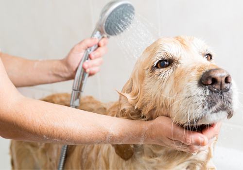 Dog being bathed by owner