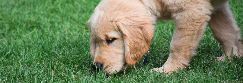 Golden retriever puppy sniffing grass