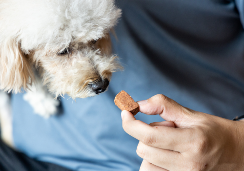 Small white dog being fed heartworm medication