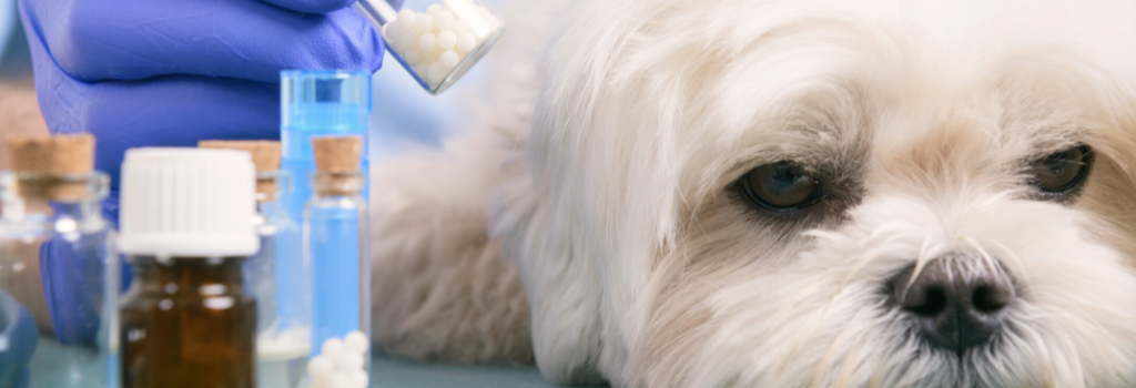 Vet holding homeopathic globules for a little maltese dog