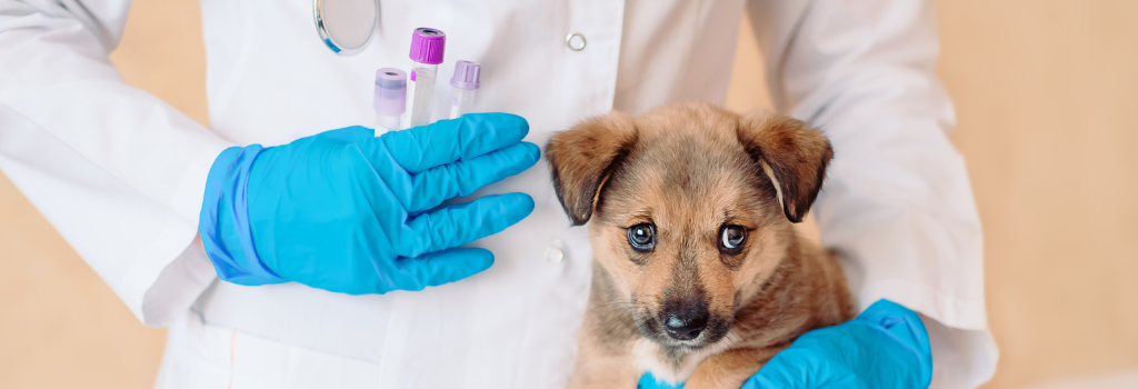 Vet doctor holding test tubes near puppy