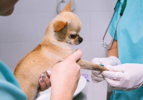 A doctor and a nurse take a blood test from a small Chihuahua dog