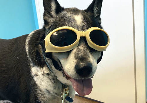 Dog wearing laser therapy goggles