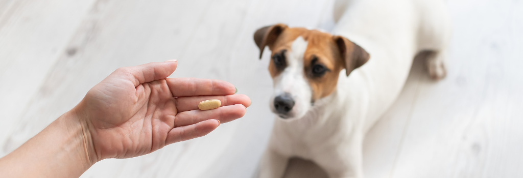 Hand offering a pill to a dog