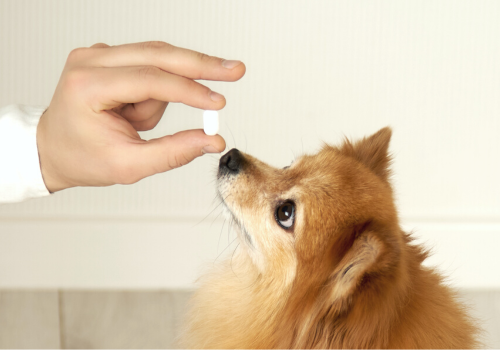 Hand holding a pill for a small dog