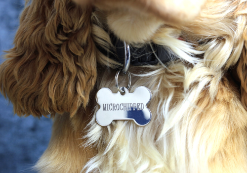 Dog collar that reads microchipped