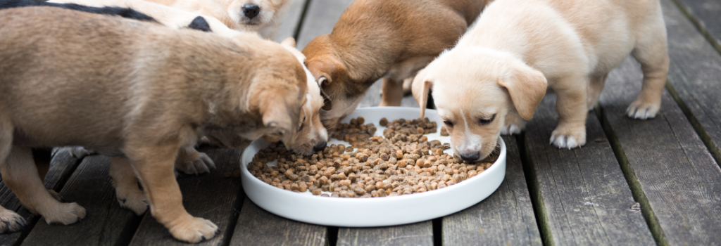 Puppies eating from a bowl of kibble