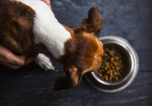 Aerial view of a dog eating out of a bowl