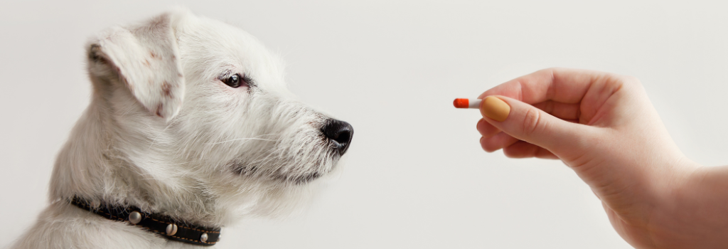 Hand offering a pill to a dog