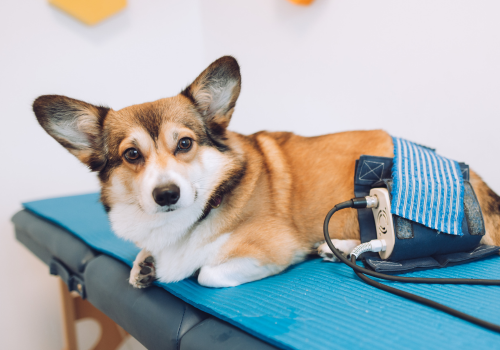 welsh corgi pembroke dog during a dog magnetic therapy session