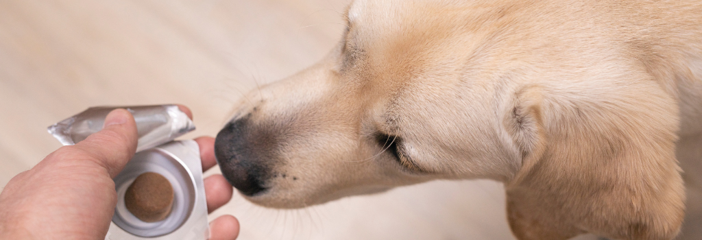 Person feeding dog parasite prevention medication
