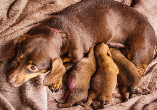 Female dog with newborn puppies feeding