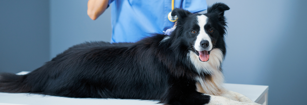 Dog on exam table in veterinarian office