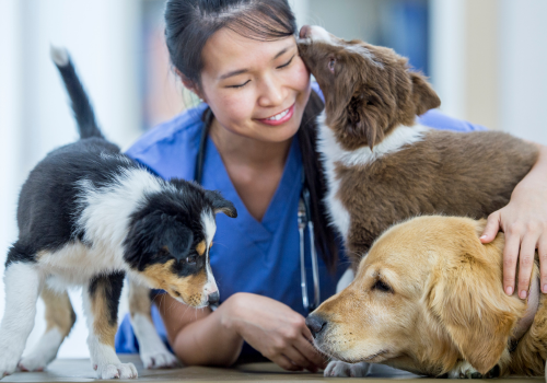 Puppies and adult dog on an exam table with a veterinarian