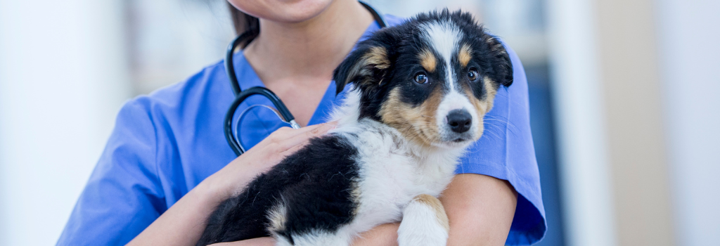 Puppy in vet office preparing for exam