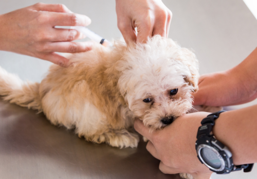 Small white puppy receiving deworming medication
