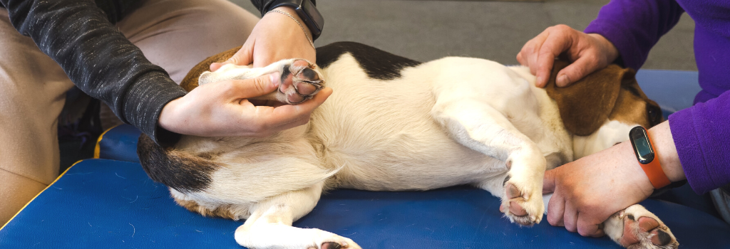 Dog receiving physical therapy massage