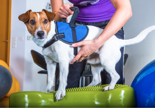 jack russel terrier in physical therapy