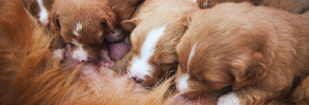 Newborn puppies feeding